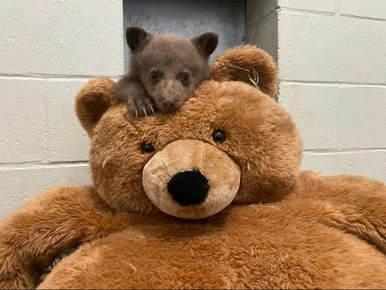 베이비 베어와 태디 베어. 사진 샌디에이고 동물보호협회 보호센터