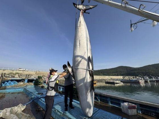 지난 13일 여수해양경찰서에 신고된 혼획 밍크고래. 경찰은 현장에서 확인한 결과 고래 외형에 작살이나 포경총 등 불법 포획 흔적이 발견되지 않았다고 밝혔다. 사진 여수해양경찰서 제공