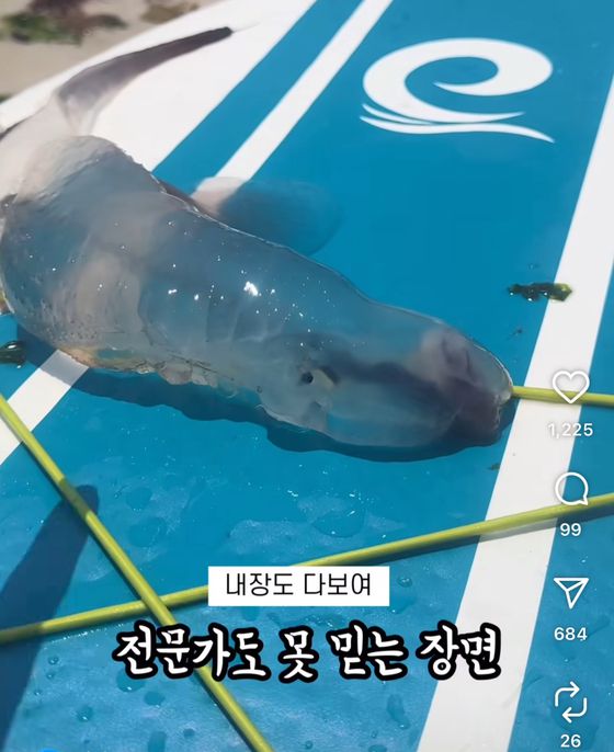 제주지역 소개 인플루언서 '제주놀미' 인스타그램에 소개한 '카리나리아 크리스타타의 발견 당시 모습. 제주놀미 인스타그램