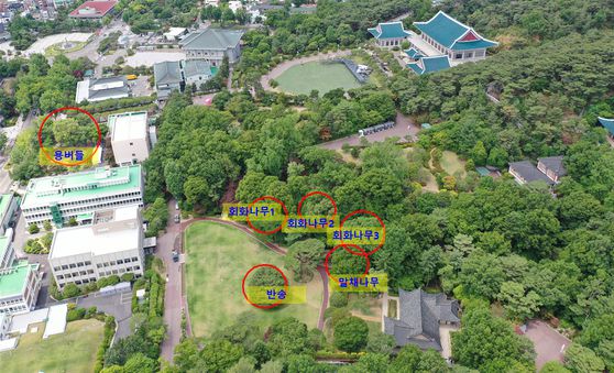 지난 2022년 천연기념물로 지정된 청와대 노거수군의 분포도. 사진 국가유산청