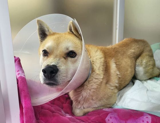 30kg 쇳덩이에 묶인 채 산에 유기된 강아지가 구조됐다. SNS 캡처