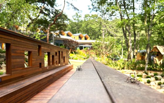 수락산 곳곳을 점령하고 있는 꼽등이. 곤충을 싫어한다면 약간 난감할 수 있다. 문희철 기자