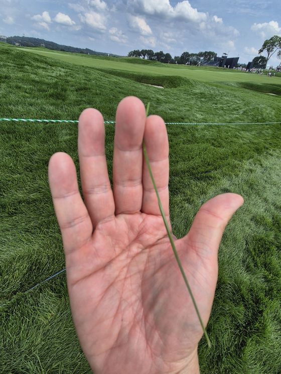 오크몬트 러프 풀 길이는 20cm가까이 된다. 성호준 기자