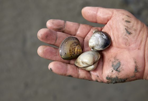 한반도 주변 바다도 고수온과 산성화의 영향으로 바지락과 새조개 등의 생산량이 급감했다. 중앙포토