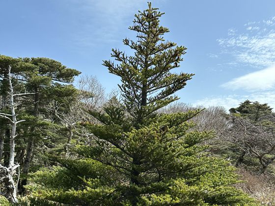 한라산 구상나무. 최충일 기자