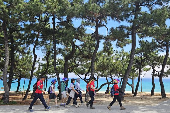 14일 강릉 트레일 페스타에서 해송숲길을 걷고 있는 참가자들. 손민호 기자