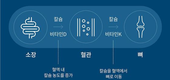 비타민 k2와 비타민 D3가 들어있는 제품이 좋다. 뼛속 칼슘 농도를 증가하고 뼈로 이동 시키는 기능을 가지고 있기 때문이다. [그래픽] 에이스바이옴