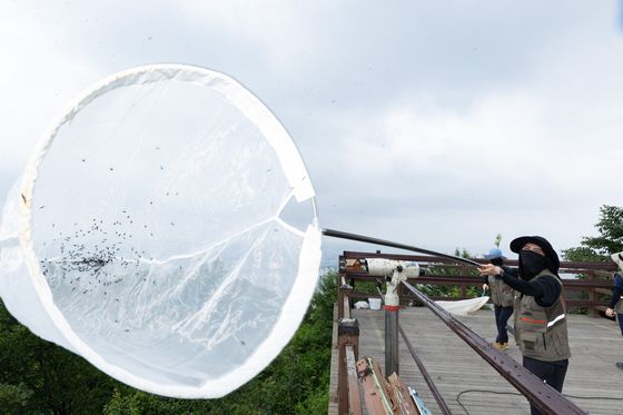 4일 환경부 및 소속기관 직원들이 인천 계양구 소재 계양산을 중심으로 활동중인 러브버그 성체를 제거하기 위해 송풍기와 포충망을 활용하여 방제 작업을 하고 있다. 사진 환경부