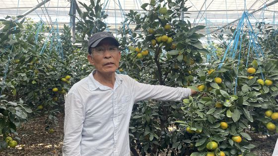 지난 6월 30일 제주도 서귀포시 남원읍 위미리의 한 농가에서 농부 고성진씨가 올해산 하우스감귤에 대해 설명하고 있다. 사진 농협 제주본부