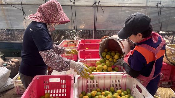 지난 6월 30일 제주도 서귀포시 남원읍 위미리의 한 농가에서 올해산 하우스감귤 수확 분류 작업을 하고 있다. 사진 농협 제주본부