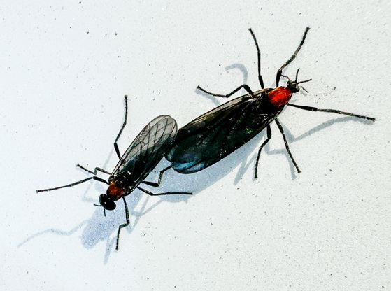 이른바 '러브버그'로 불리는 붉은등우단털파리가 수도권 도심 곳곳에서 기승을 부리고 있다. 뉴스1