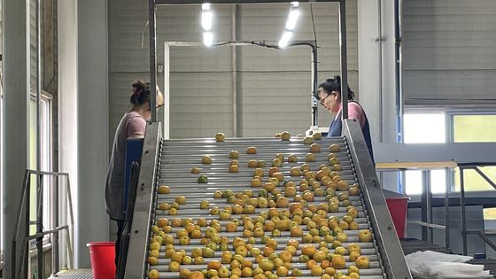 지난 6월 30일 제주감귤농협 위미지점 제6유통센터에서 이날 수확한 제주산 하우스감귤의 선과 작업을 하고 있다. 사진 농협 제주본부