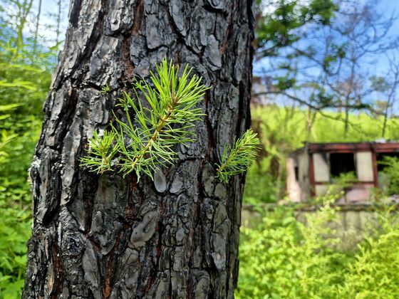 7일 오후 경남 산청군 시천면 외공마을 산불 피해 주택 앞 불 탄 소나무에서 새순이 돋아나고 있다. 안대훈 기자