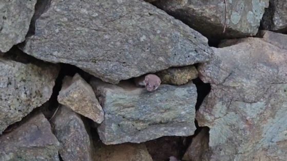 지난달 26일 지리산 국립공원에서 포착된 무산쇠족제비 성체 한 마리가 돌무더기 사이로 얼굴을 내밀고 있다. 사진 국립공원공단