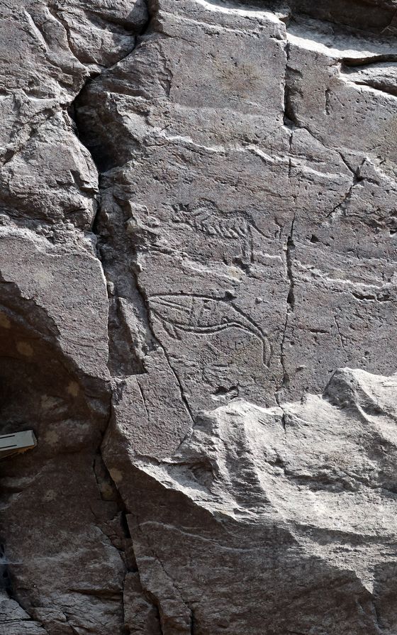 반구대 암각화 전면부를 벗어난 오른쪽 바위의 상단에는 호랑이와 고래가 그려져 있다. 이 호랑이와 고래는 굵은 선 새김 기법으로 제작돼 가장 후대에 그린 것으로 추정된다. 송봉근 기자