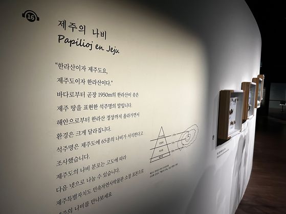 국립제주박물관이 이달부터 오는 10월 19일까지 ‘제주에 나빌레라-광복 80주년 기념 석주명 특별전’을 열고 있다. 사진은 제주 제주도 민속자연사박물관 소장 나비 표본들. 사진 최충일