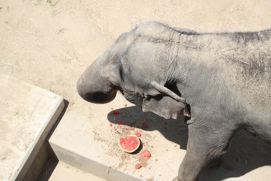 지난 9일 오후 대구 중구 달성공원 동물원에서 코끼리가 얼음 수박을 먹으며 더위를 식히고 있다. 동물원에서는 얼음 특식을 제공하거나 그늘막을 설치해 동물들의 더위나기를 돕는다. 송봉근 기자