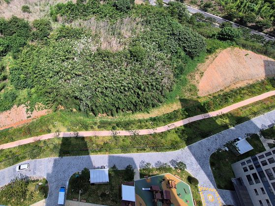 지난 11일 오전 전남 나주시 송월동 한 신축 아파트단지 인근 대나무숲에 백로떼가 둥지를 틀고 서식하고 있다. 황희규 기자