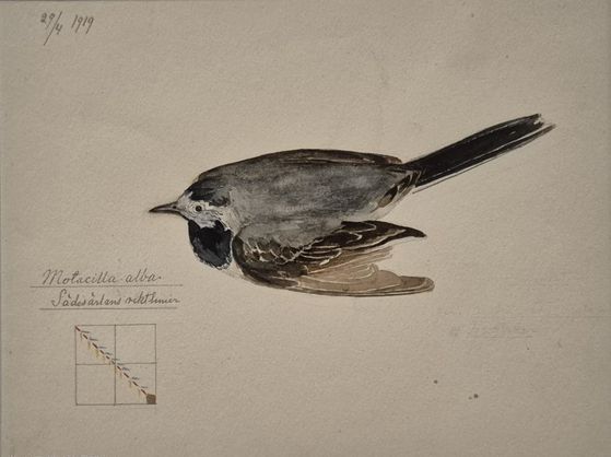 만년의 '무제' 연작 Ⅱ(1919)에는 새나 식물을 묘사한 세밀화 아래쪽에 추상적 기호와 메모를 남겼다. 부산= 권근영 기자