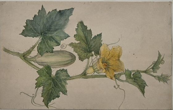 작은 오이, 연도 미상, 종이에 수채, 잉크, 흑연, 22.5x35.5㎝. 사진 힐마 아프 클린트 재단