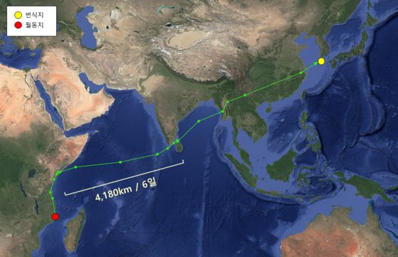 올해 4월 초~6월 초 두견이 이동경로. 아프리카에서 월동 후 번식지인 우리나라로 되돌아왔다.