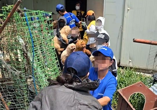 강화도에서 구조되는 개들의 모습. 사진 루시의 친구들