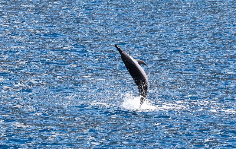 궁중제비를 선보이는 스피너 돌고래. 공중에서 최대 7회 회전을 할 수 있다. 스피너 돌고래는 회전을 통해 피부의 기생충을 제거한다고 한다. 김종호 기자