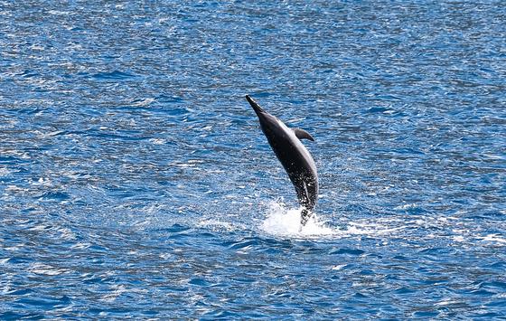 스피너 돌고래. 공중에서 최대 7회 회전을 할 수 있다.