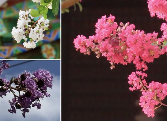 왼쪽 위부터 시계 방향으로 충남 공주 신원사 영원전 앞의 흰 백일홍, 충남 서산 문수사 극락보전 앞 붉은 백일홍, 광주광역시 광산구 운남동에 핀 보라색 백일홍. 김홍준 기자