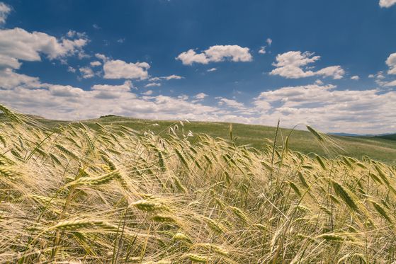 파로는 고도가 높고 기후가 건조한 이탈리아 토스카나 지역에서 재배된다. 사진 그레인온
