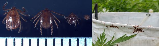 중증열성혈소판감소증후군(SFTS)을 매개하는 작은소피참진드기(왼쪽). 작은소피참진드기가 암컷, 수컷, 약충, 유충 순서대로 1㎜ 눈금자 위에 올려져 있다. 오른쪽 사진은 진드기 채집기에 붙어 있는 참진드기. 질병청 제공