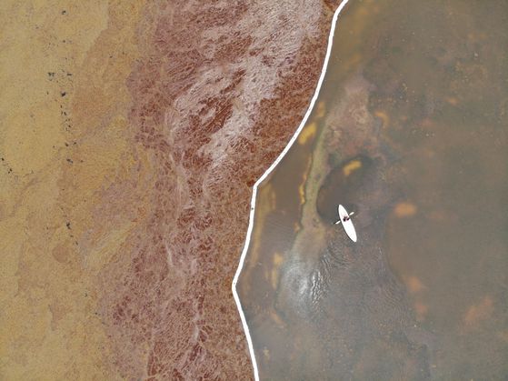 7월 20일(현지시각) 위성이 포착한 도미니카공화국 주변 카리브해의 모자반. 노란색과 갈색으로 표시된 영역이 모자반이다. SeSaM 제공