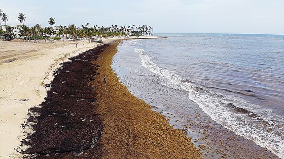도미니카공화국 푼타카나의 한 리조트 매니저로 일하는 로널드가 대발생한 모자반을 바라보고 있다. 천권필 기자