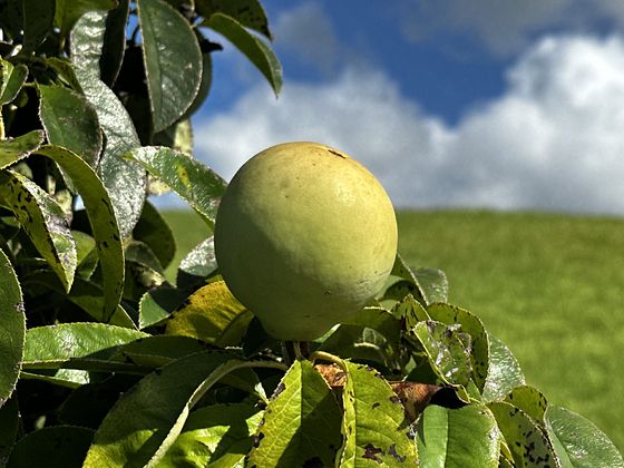 지난 8월 25일 찾은 제주 생각하는 정원 내에 설치된 성범영 원장 부부 동상. 최충일 기자