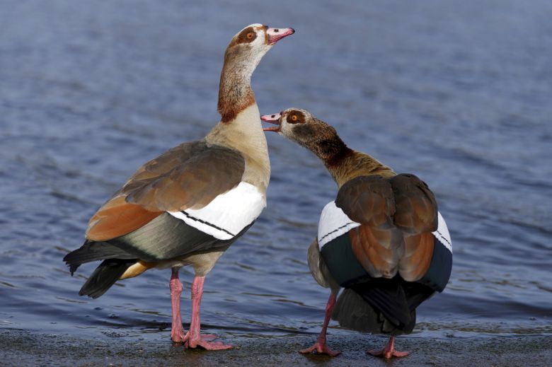 지난 2월 17일(현지시간) 영국 런던 하이드파크의 서펜타인 호수에서 이집트 거위들이 햇볕을 쬐고 있다. AP=연합뉴스