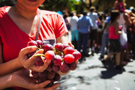 갓 수확한 포도를 한 움큼 받았다. 혀가 아릴 만큼 단맛이 일품이었다.