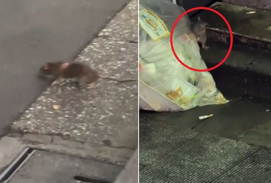 신주쿠 거리에 쥐가 돌아다니는 모습. 사진 인스타그램 yogitutty 캡처