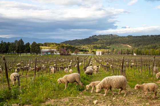 유기농 와인을 생산하는 와이너리 ‘샤토 라코스트’. 양이 풀 먹는 포도밭 곳곳에 거장들의 예술 작품이 전시돼 있다.