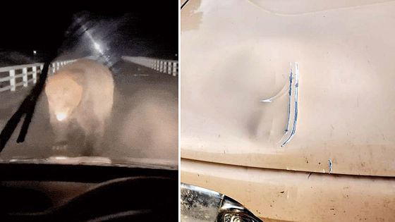 거대한 불곰이 차량을 덮치는 모습(왼쪽), 곰의 습격으로 차량 보닛이 찌그러진 모습(오른쪽). 사진 엑스 캡처