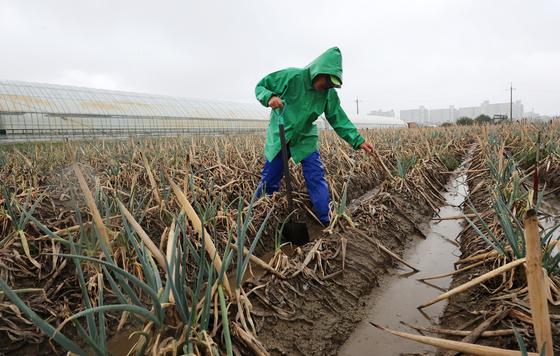 최악의 가뭄으로 재난사태가 선포됐던 강원도 강릉 지역에 지난 9월 단비가 내리자 한 농민이 말라죽은 대파밭을 살피고 있다. [연합뉴스]