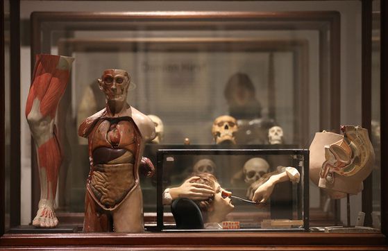 데미안 허스트의 수집품, ‘매혹적인 집착: 수집가로서 예술가’ 출품, 바비칸 센터, 2015년. [사진 Peter Macdiarmid]