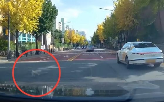 서울의 왕복 4차로 도로에서 목줄이 풀린 강아지가 도로로 뛰어들고 있다. 사진 유튜브 채널 ‘한문철TV’ 캡처