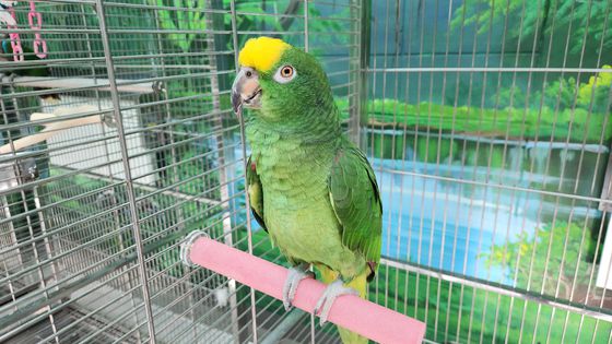 지난 2023년 경기 부천시에서 발견돼 국립생태원에 이관된 노랑이마앵무새는 높은 어조의 여자 목소리를 흉내내며 “여우야”라는 말을 반복했다. 사진 국립생태원