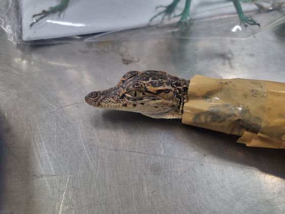 2023년 밀수범이 샴악어를 몰래 반입하려다가 적발된 당시. 사진 국립생태원