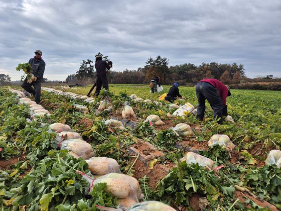 4일 오전 전남 영암군 도포면 한 무밭에서 베트남 국적 외국인 근로자들이 무 수확을 하고 있다. 황희규 기자