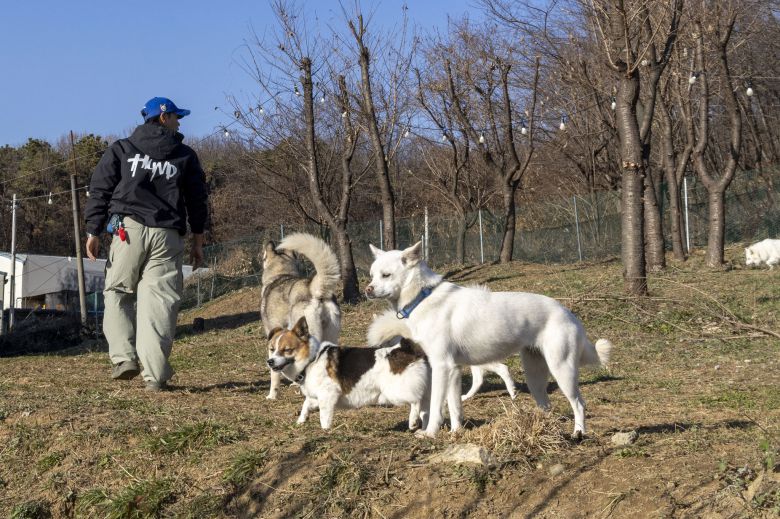 훈트의 아이들은 산책 외에도 펜스가 안전하게 설치된 뒷동산에서 오프리쉬(목줄없는 이동)로 맘껏 뛰어놀곤 한다. 장진영 기자