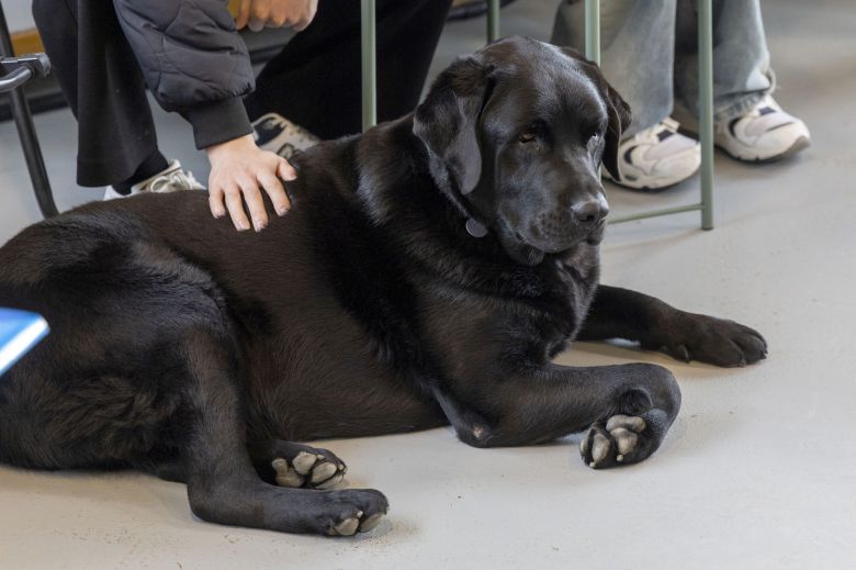방문객들의 발 옆에 자리하는걸 좋아하는 레만. 장진영 기자