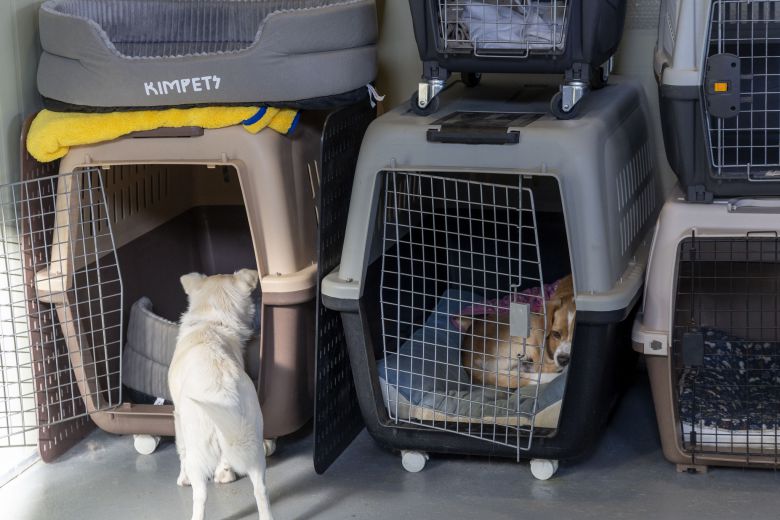 카페를 돌아다니는 아이들이 쉬고싶을때는 실내에 마련된 캔넬로 들어간다. 장진영 기자