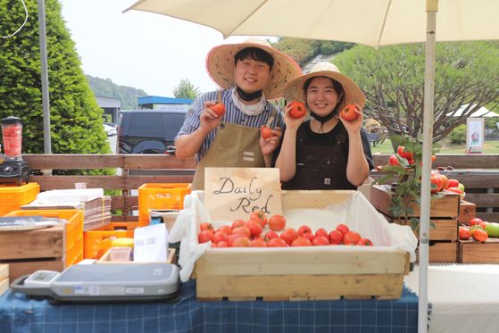 충남 당진시 합덕읍 민정욱씨가 동업자인 손흥주씨와 스마트팜에서 수확한 토마토를 선별하고 있다. 사진 민엉욱씨