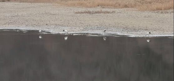 지난 4일 오후 경기도 연천군 중면 횡산리 민간인 출입통제선 내 임진강 빙애여울. 겨울을 나기 위해 시베리아에서 날아온 재두루미(천연기념물 제203호) 100여 마리가 확인됐다. 사진 이석우씨